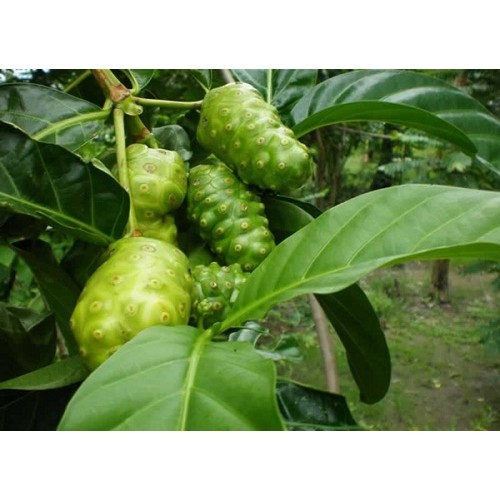 Tahitian Noni  Leaf Serum - Dưỡng chất lá NONI